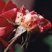 Rose Curculio
